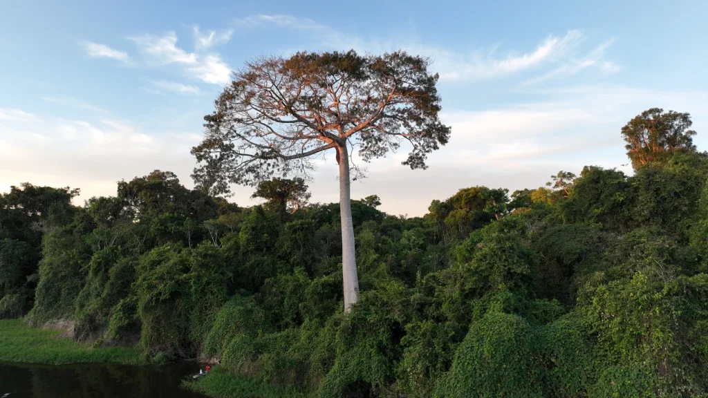 Árvore próximo à aldeia no Pacaás Novos. Foto: Paulo Bonavigo